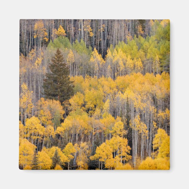 Aspen Träd | Vitflodens nationella skog Magnet (Framsidan)