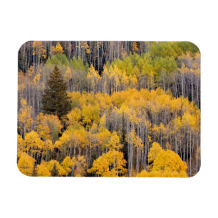Aspen Träd   Vitflodens nationella skog Magnet