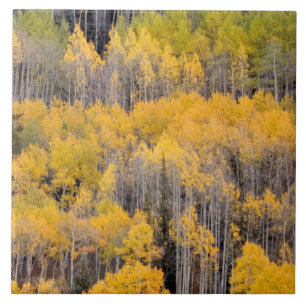 Aspen Träd   White River National Forest Kakelplatta