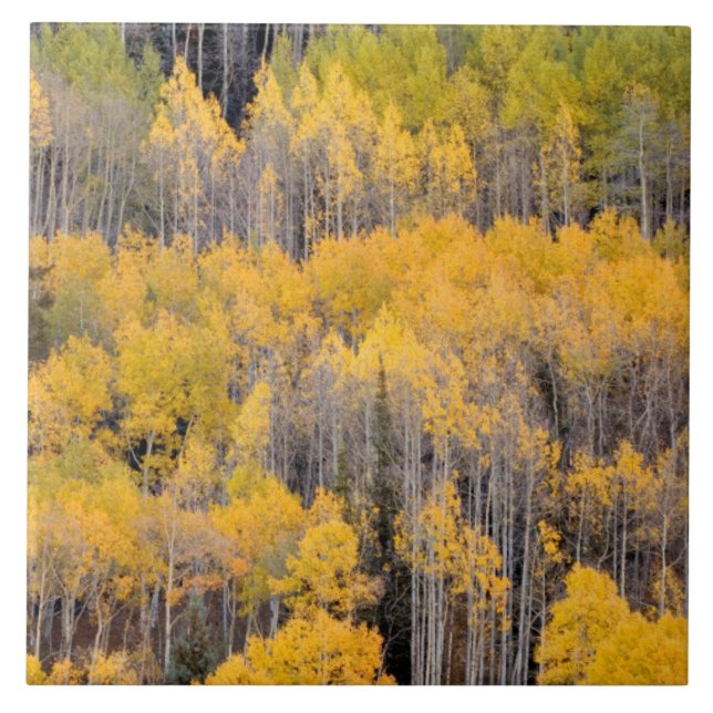 Aspen Träd | White River National Forest Kakelplatta (Framsidan)