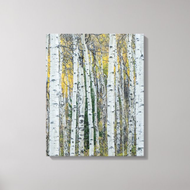 Aspen Trädstammar | Aspen, Colorado Canvastryck (Framsida)