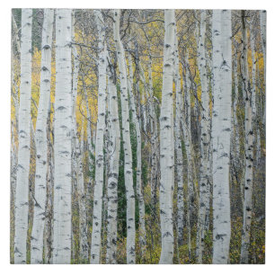 Aspen Trädstammar Aspen, Colorado Kakelplatta