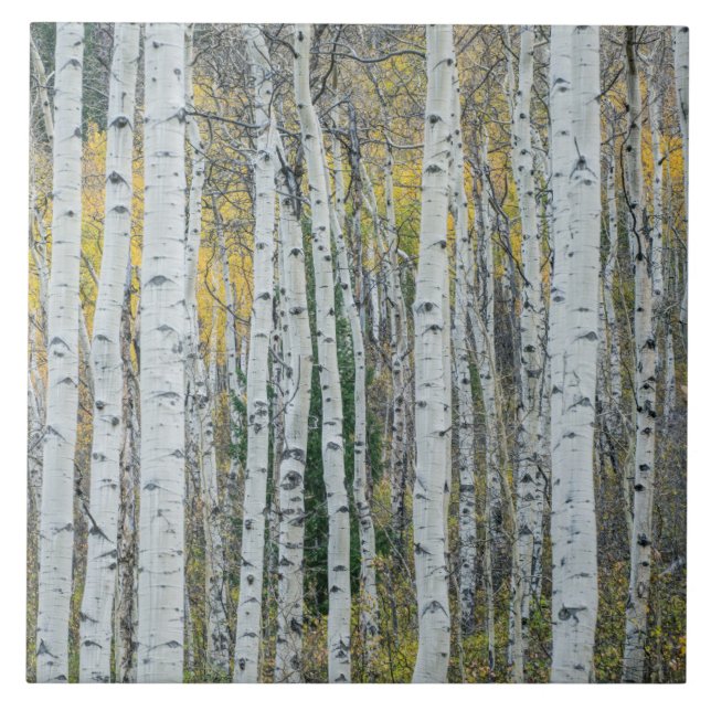 Aspen Trädstammar | Aspen, Colorado Kakelplatta (Framsidan)