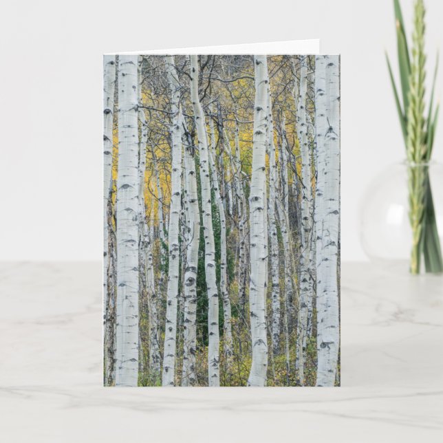 Aspen Trädstammar | Aspen, Colorado Kort (Framsida)