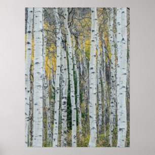 Aspen Trädstammar Aspen, Colorado Poster