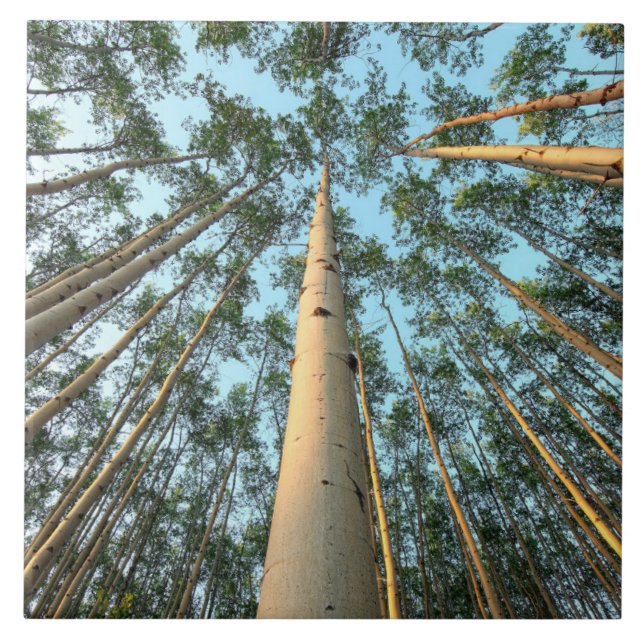 Aspen Trunks and Löv, Yukon Kakelplatta (Framsidan)
