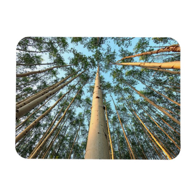 Aspen Trunks and Löv, Yukon Magnet (Horisontell)