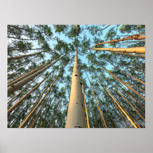 Aspen Trunks and Löv, Yukon Poster