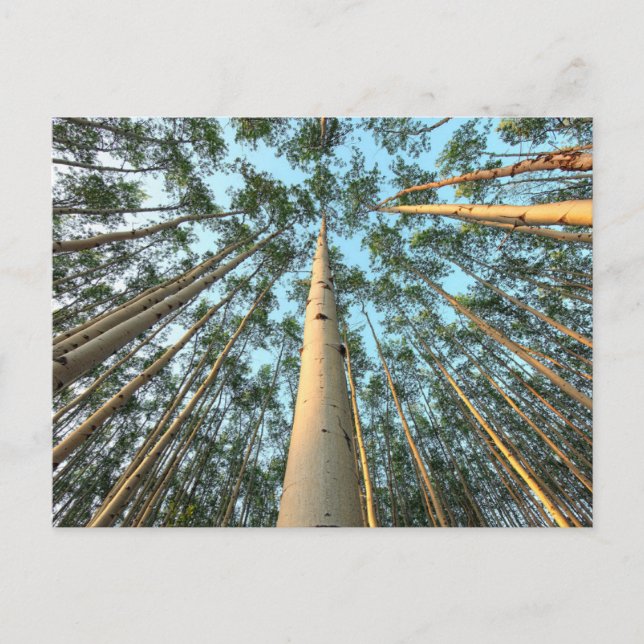 Aspen Trunks and Löv, Yukon Vykort (Framsida)