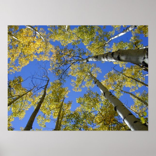 Aspen under utskrift poster (Framsidan)