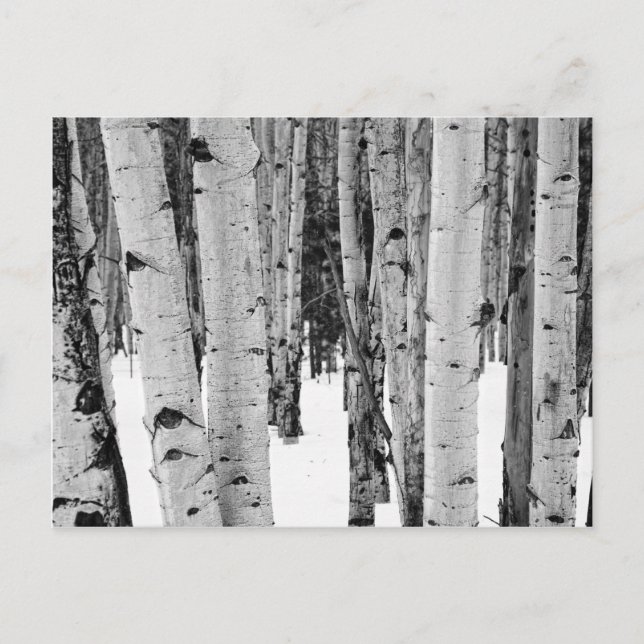 Aspen Vykort (Framsida)