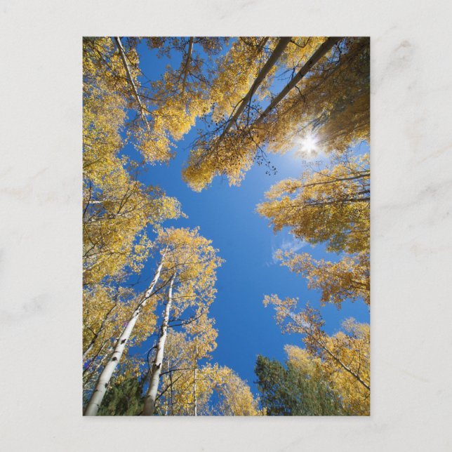 Aspen Vykort (Framsida)