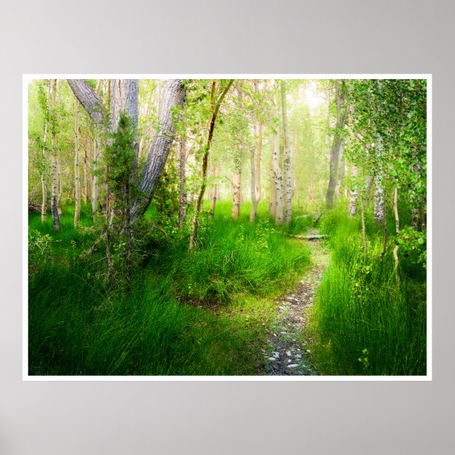 Aspens and Lush Grasses at Convict Lake Poster (Framsidan)