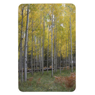 Aspens gula glöd magnet