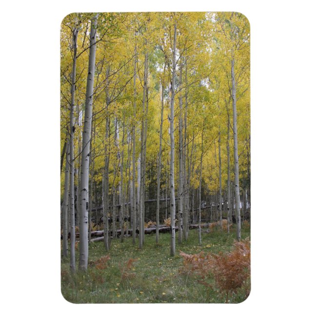 Aspens gula glöd magnet (Vertikal)