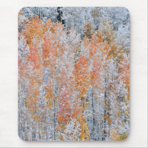 Aspens & Snö Klippiga bergen, Colorado Musmatta
