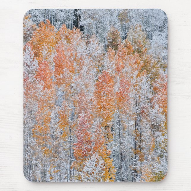 Aspens & Snö | Klippiga bergen, Colorado Musmatta (Framsidan)