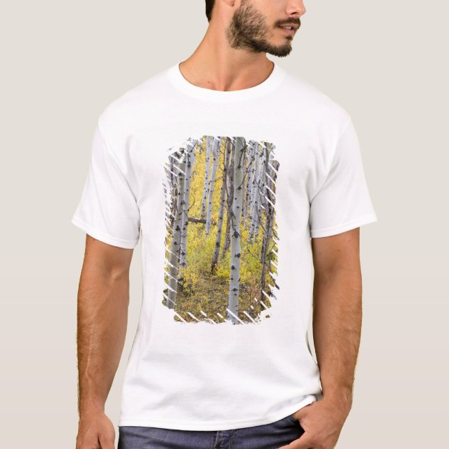 Aspenskog i högsta höstfärg i Glacier T-shirt (Framsida)