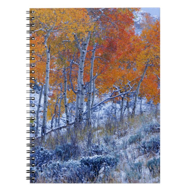 Aspenträd i höstfärger, Bighorn Mountains, Anteckningsbok (Framsidan)