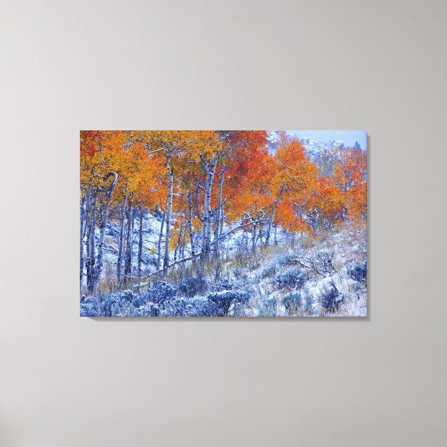 Aspenträd i höstfärger, Bighorn Mountains, Canvastryck (Framsida)