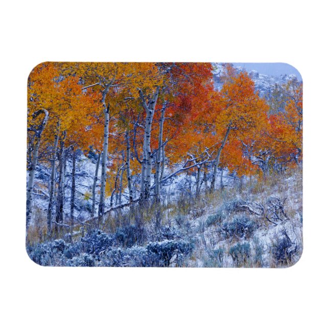 Aspenträd i höstfärger, Bighorn Mountains, Magnet (Horisontell)