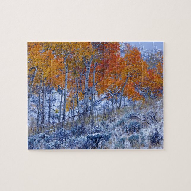 Aspenträd i höstfärger, Bighorn Mountains, Pussel (Horisontell)