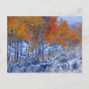 Aspenträd i höstfärger, Bighorn Mountains, Vykort