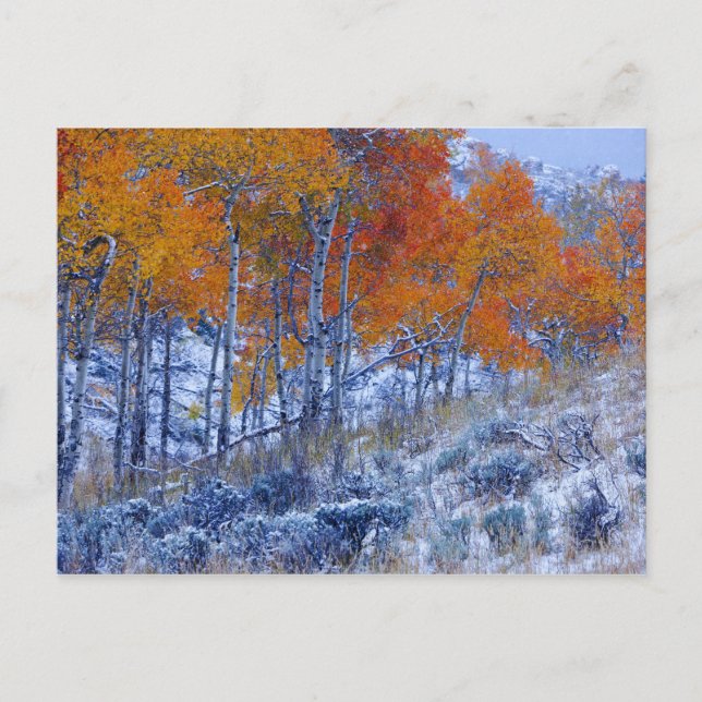 Aspenträd i höstfärger, Bighorn Mountains, Vykort (Framsida)