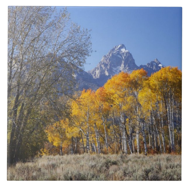 Aspenträd med Teton-bergskedjan Kakelplatta (Framsidan)
