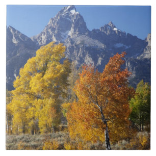 Aspenträd med Teton-bergskedjan Kakelplatta