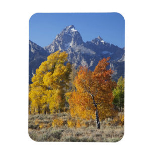 Aspenträd med Teton-bergskedjan Magnet