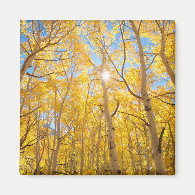 Aspenträd | Sierra Nevada-bergen, CA Magnet (Framsidan)