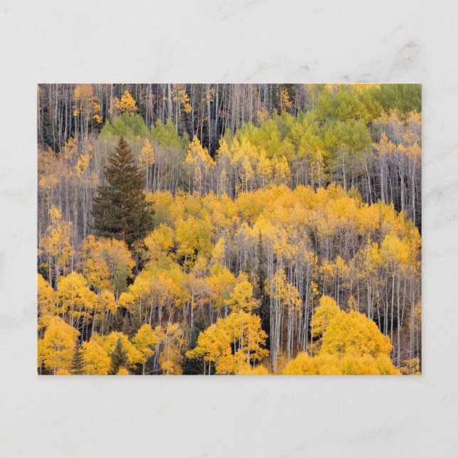 Aspenträd | White River National Forest Vykort (Framsida)