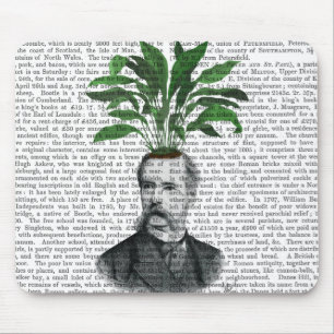 Aspidistra Head Plant Head Musmatta