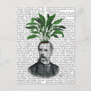 Aspidistra Head Plant Head Vykort