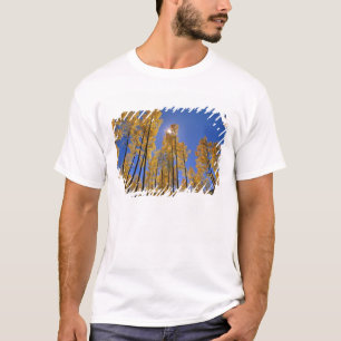 Aspiränneskog på hösten i San Juan Range i T-shirt
