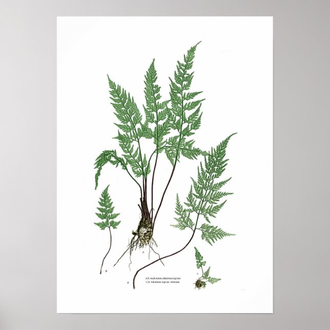Asplenium adiantum nigrum poster (Framsidan)