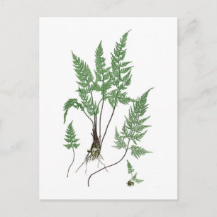 Asplenium adiantum nigrum vykort