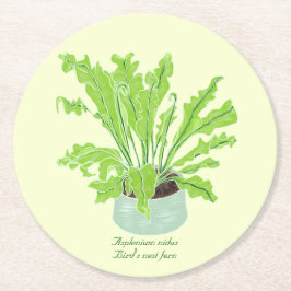 Asplenium Bird's nest fern - teckning på gult. Underlägg Papper Rund