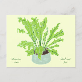 Asplenium Bird's nest fern - teckning på gult. Vykort