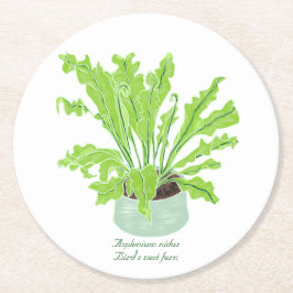 Asplenium Bird's nest fern - teckning på vitt. Underlägg Papper Rund