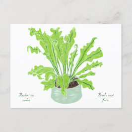 Asplenium Bird's nest fern - teckning på vitt. Vykort