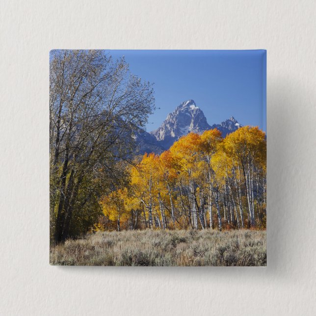 Aspsträd med Teton-bergskedjan Knapp (Framsida)