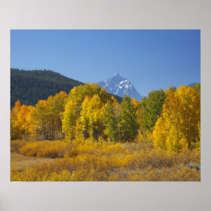 Aspsträd med Teton-bergskedjan Poster