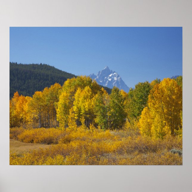 Aspsträd med Teton-bergskedjan Poster (Framsidan)