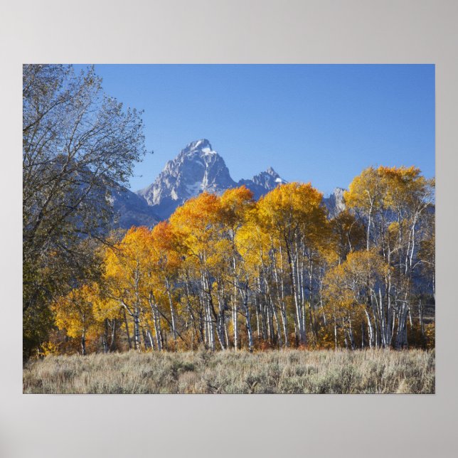 Aspsträd med Teton-bergskedjan Poster (Framsidan)