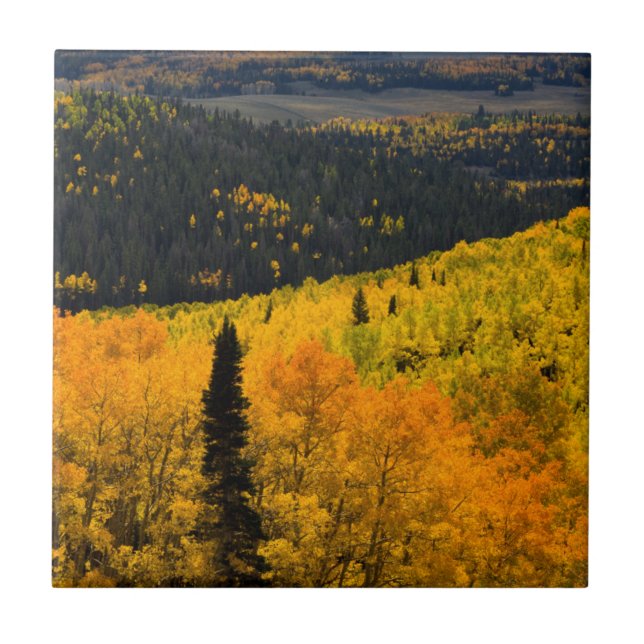 Aspsträd (Populus Tremuloides) och barrträd Kakelplatta (Framsidan)