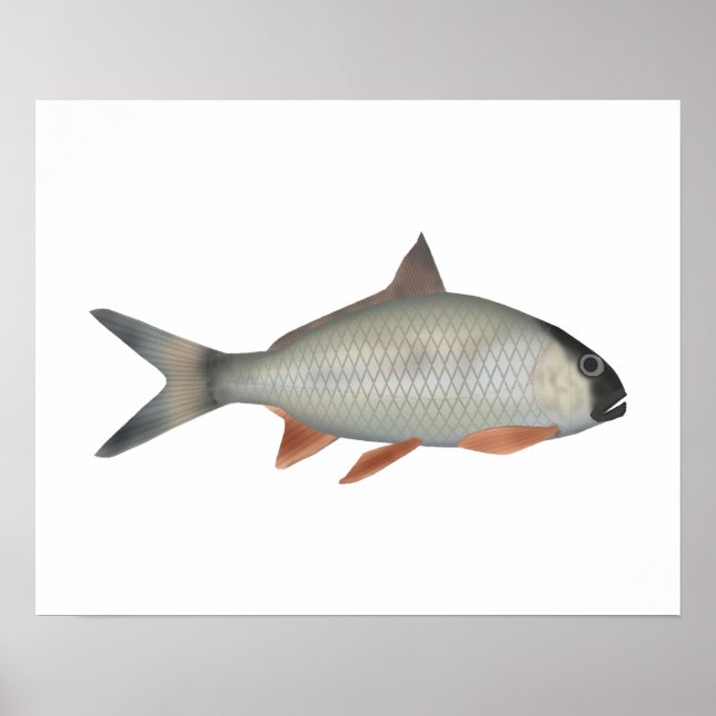 Assamese Kingfish Poster (Framsidan)