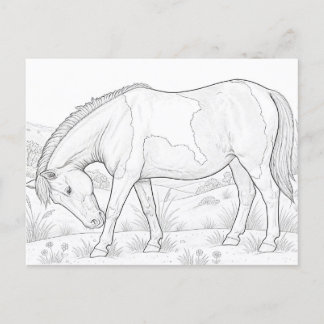 Assateague-häst Vykort
