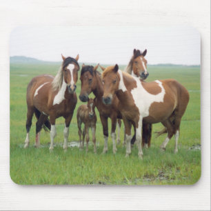 Assateague Island Horses Mousepad Musmatta